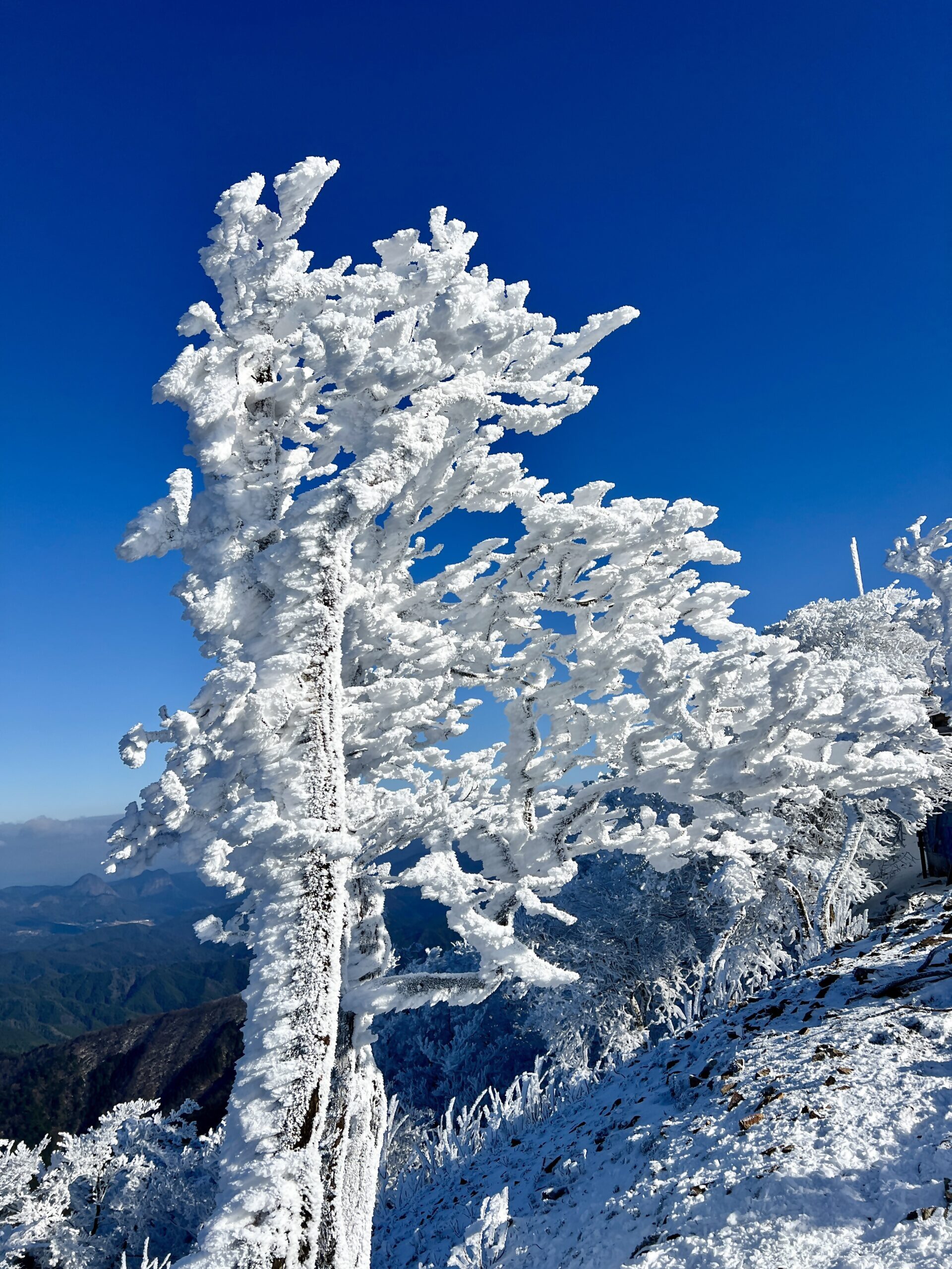 霧氷の高見山 | 香肌峡